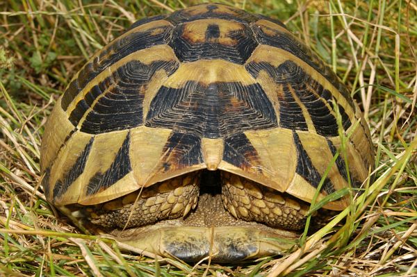 Testudo hermanni