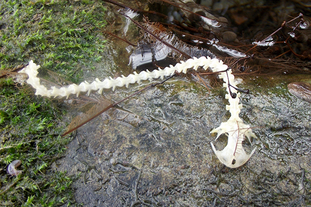 Salamandra salamandra