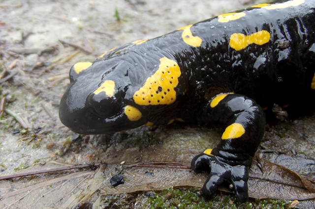 Salamandra salamandra Salamandra salamandra