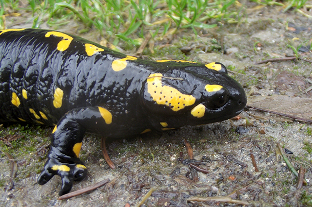 Salamandra salamandra