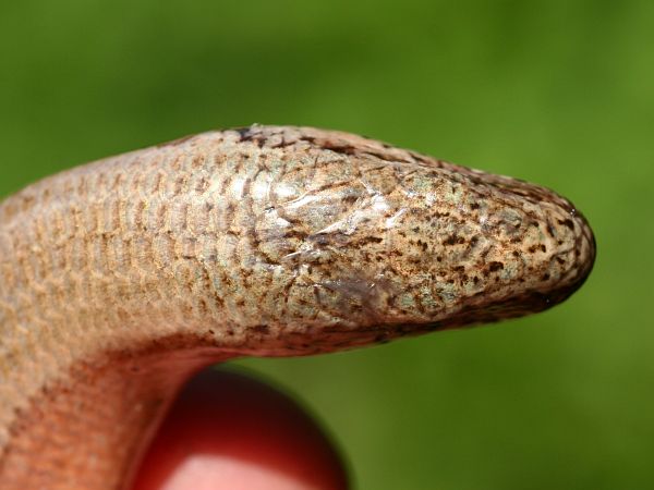 Anguis fragilis s.l.