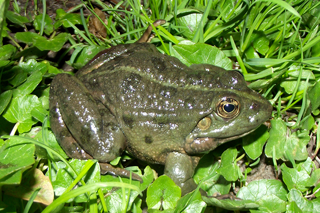 Pelophylax ridibundus
