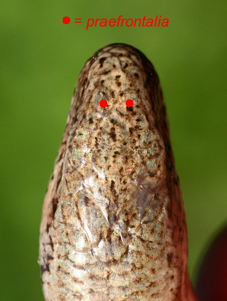 Anguis fragilis s.l.