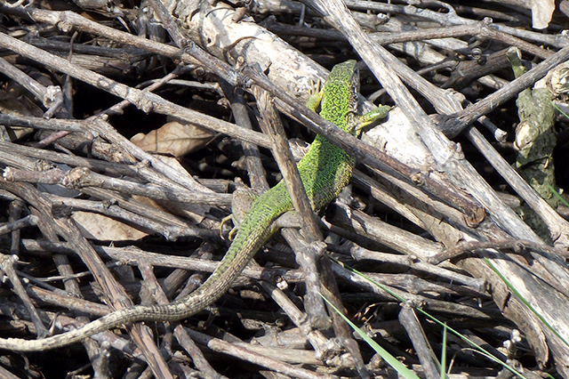 Lacerta viridis