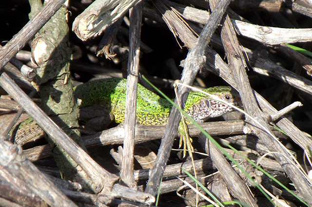 Lacerta viridis