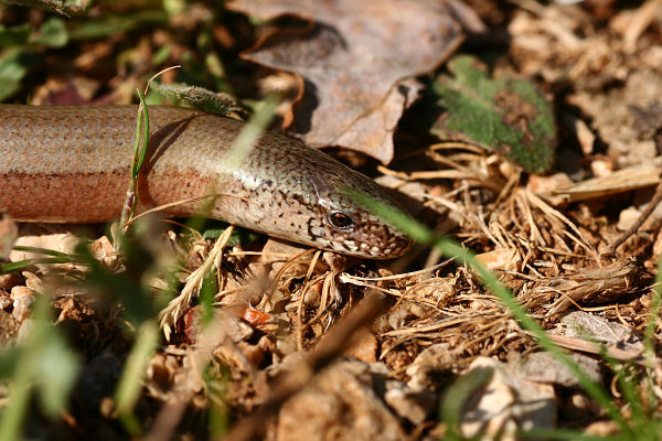 Anguis fragilis s.l.