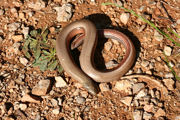 Anguis fragilis s.l.