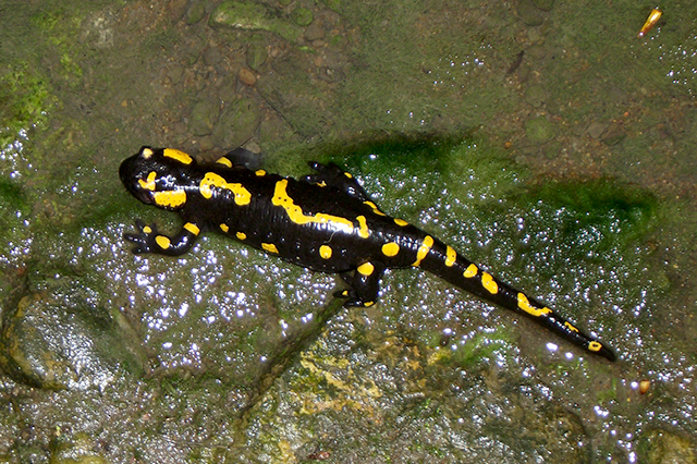 Salamandra salamandra