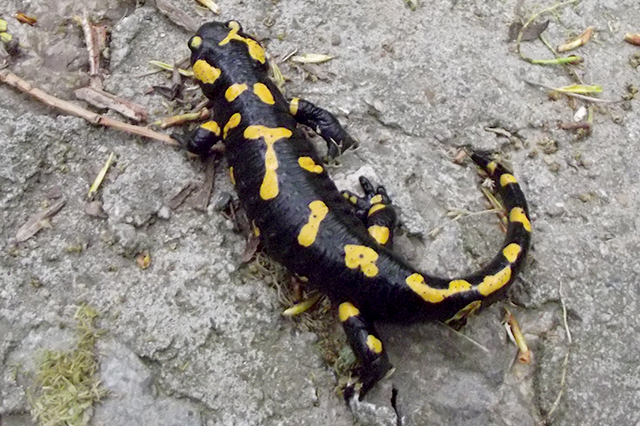 Salamandra salamandra