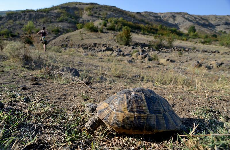 Testudo graeca