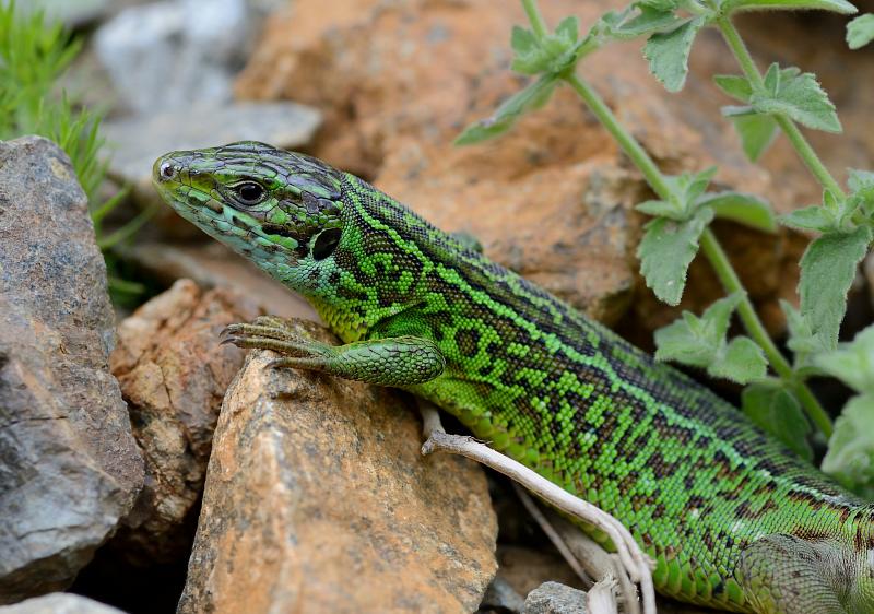 Lacerta viridis