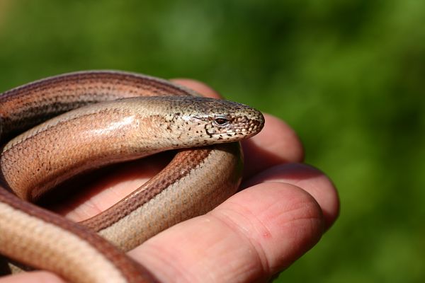 Anguis fragilis s.l.