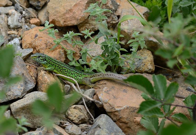 Lacerta viridis