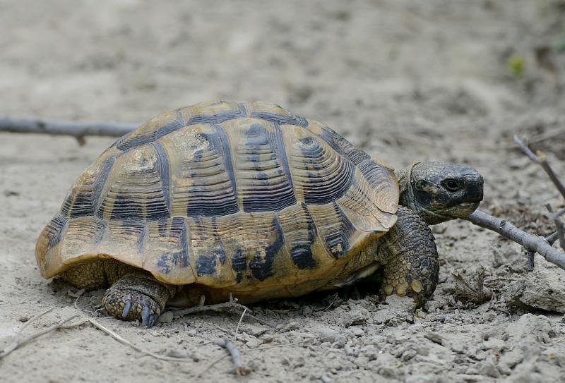 Testudo hermanni