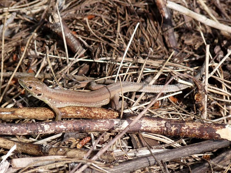 Lacerta viridis