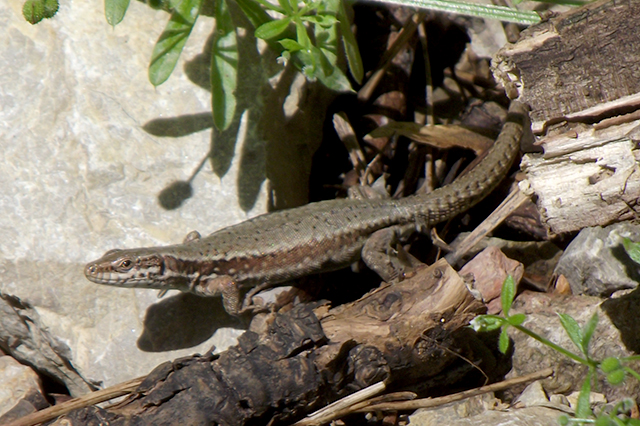 Podarcis muralis