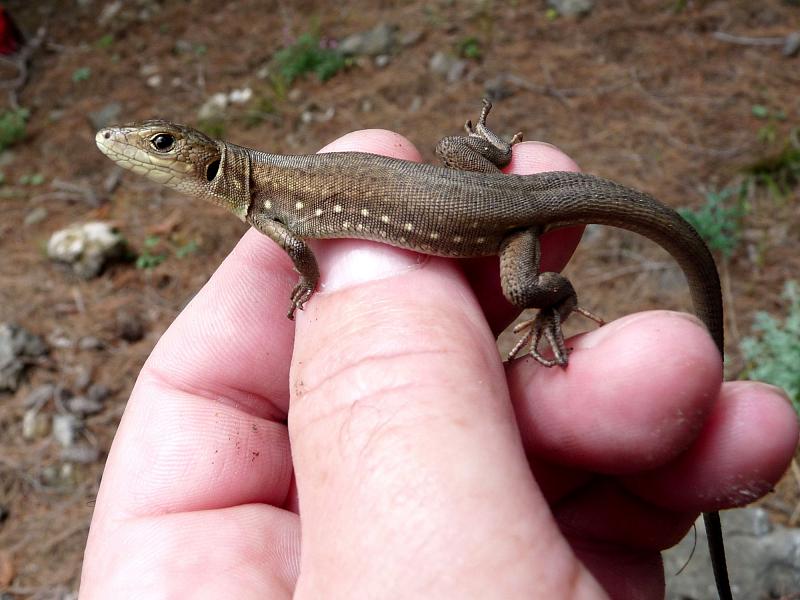 Lacerta trilineata