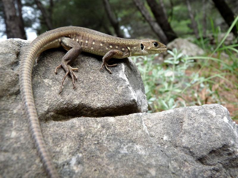 Lacerta trilineata