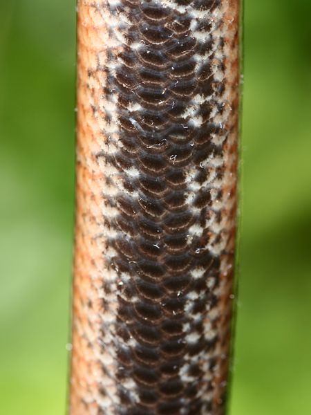 Anguis fragilis s.l.