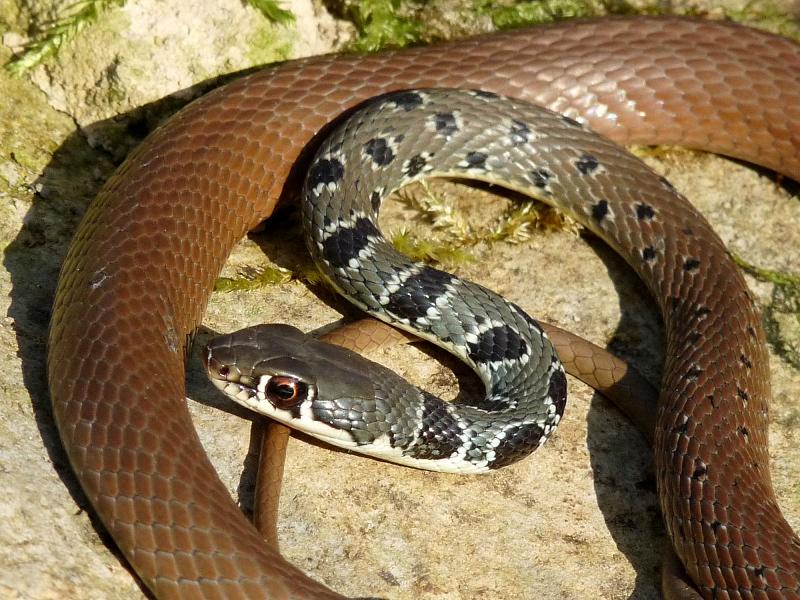 Platyceps najadum