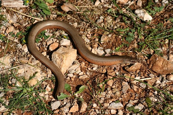 Anguis fragilis s.l.