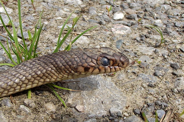 Dolichophis caspius