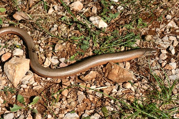 Anguis fragilis s.l.