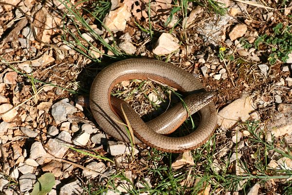 Anguis fragilis s.l.