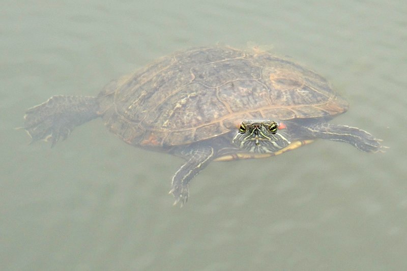 Trachemys scripta