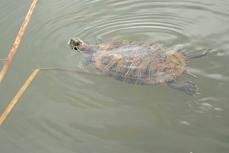 Trachemys scripta