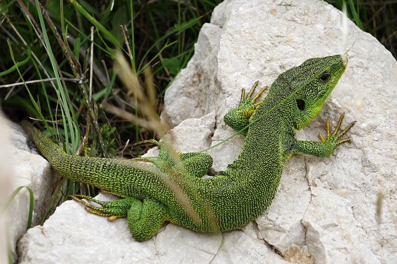 Lacerta trilineata