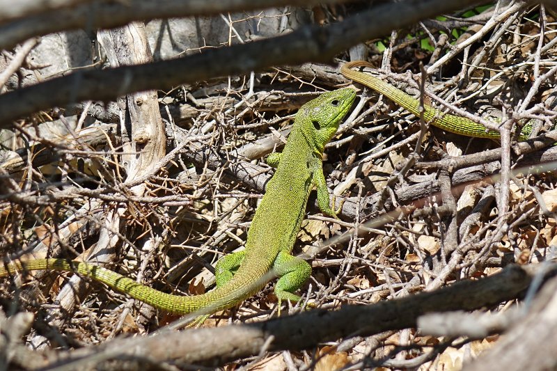 Lacerta trilineata