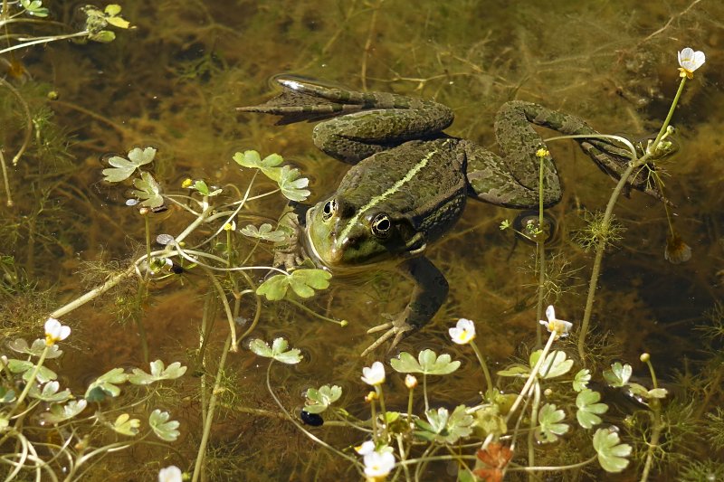 Pelophylax ridibundus