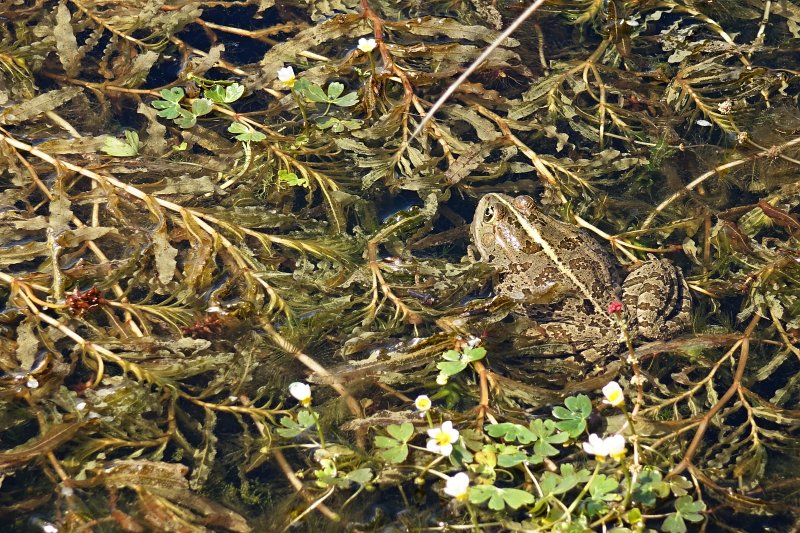 Pelophylax ridibundus