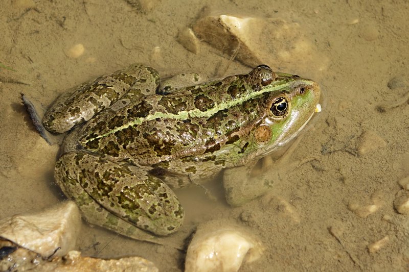 Pelophylax ridibundus