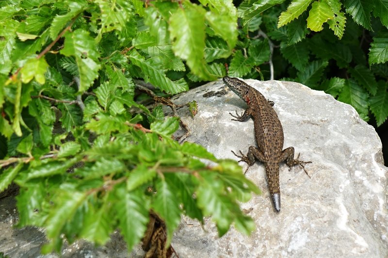 Algyroides nigropunctatus