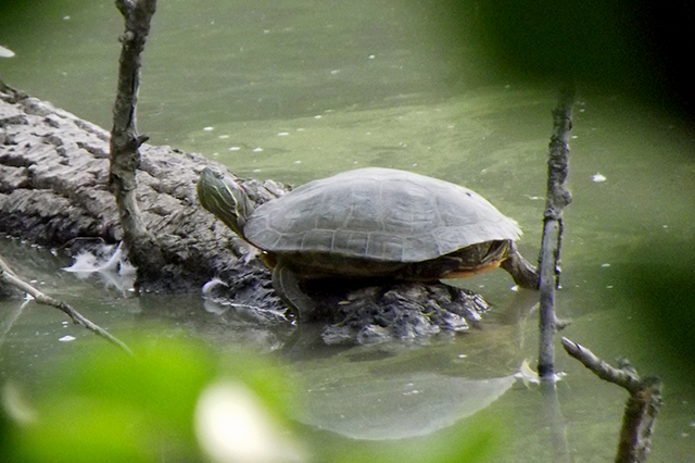 Trachemys scripta