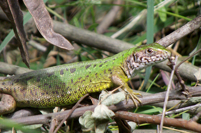 Lacerta viridis