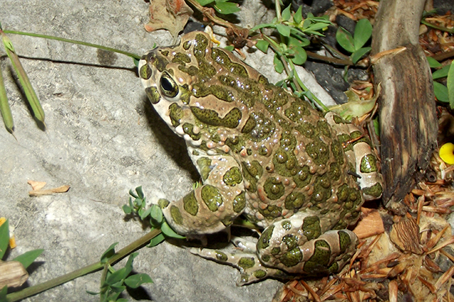 Pseudepidalea viridis