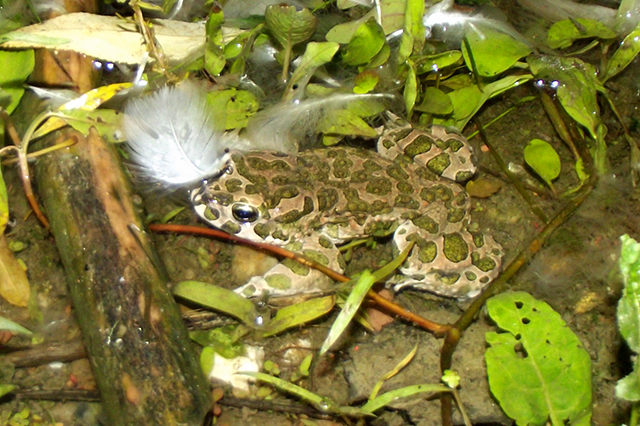 Pseudepidalea viridis