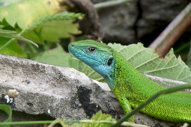 Lacerta viridis