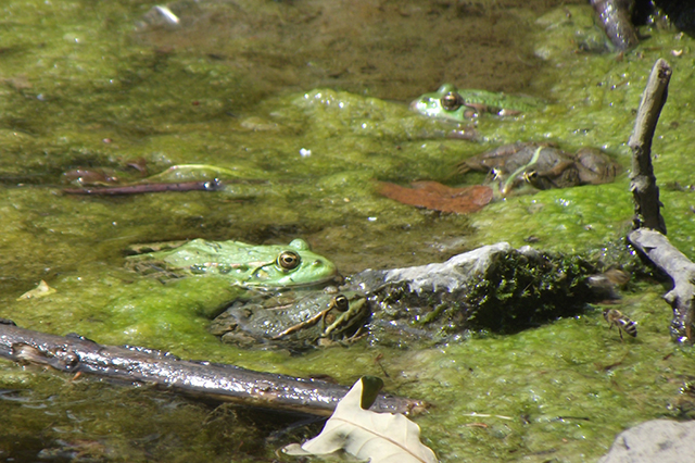 Pelophylax ridibundus