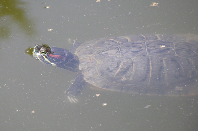 Trachemys scripta