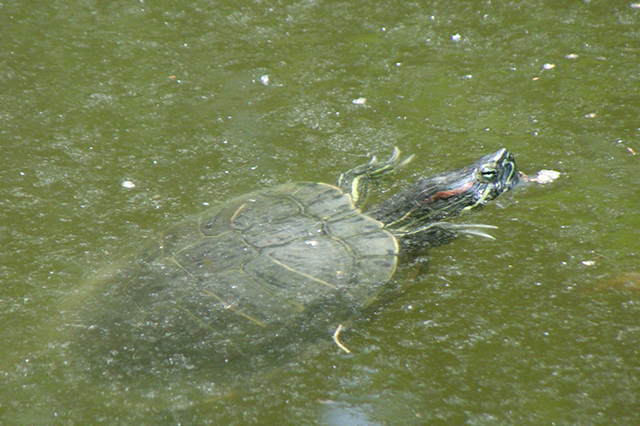 Trachemys scripta