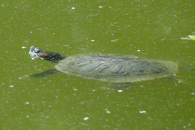 Trachemys scripta