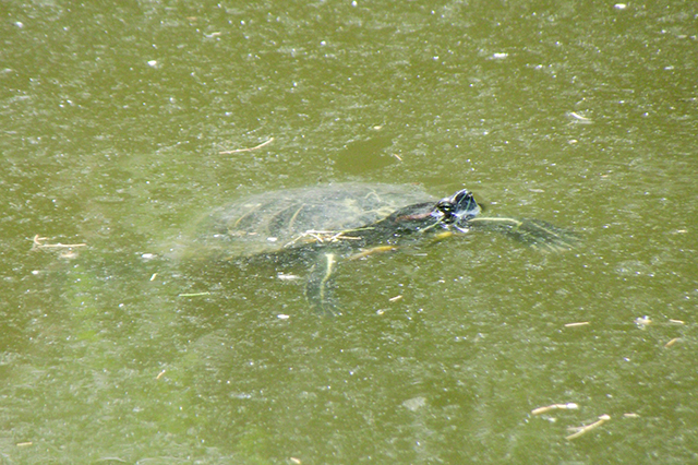 Trachemys scripta