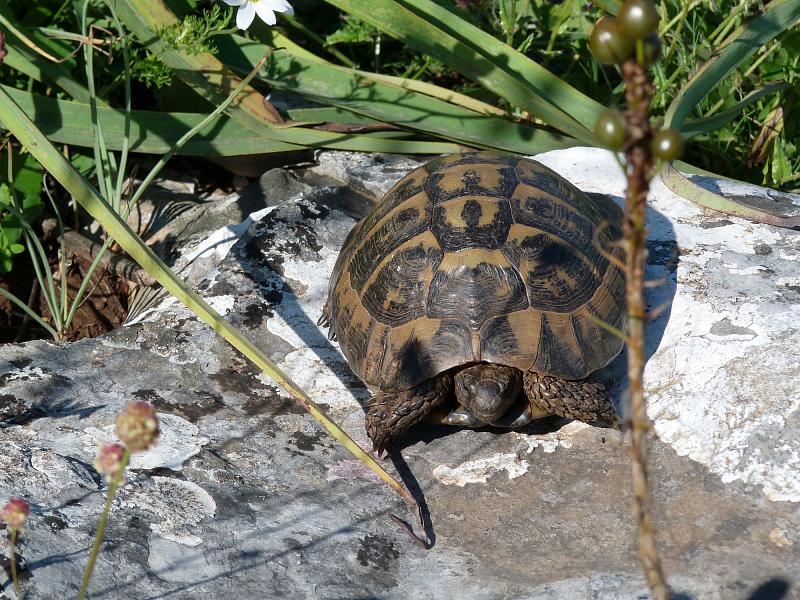 Testudo hermanni