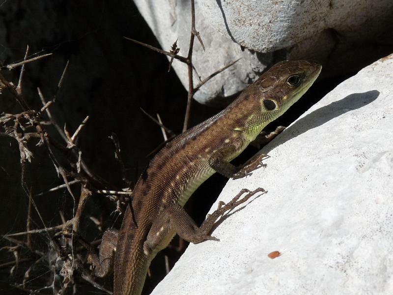 Lacerta trilineata