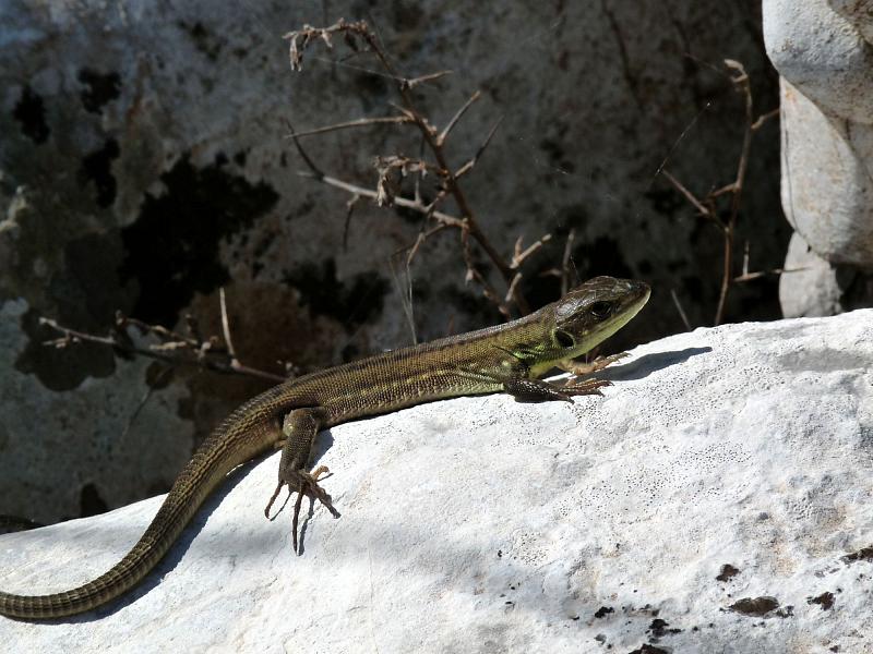 Lacerta trilineata