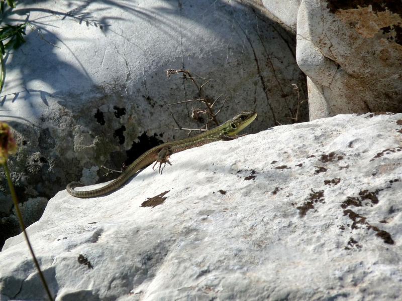 Lacerta trilineata